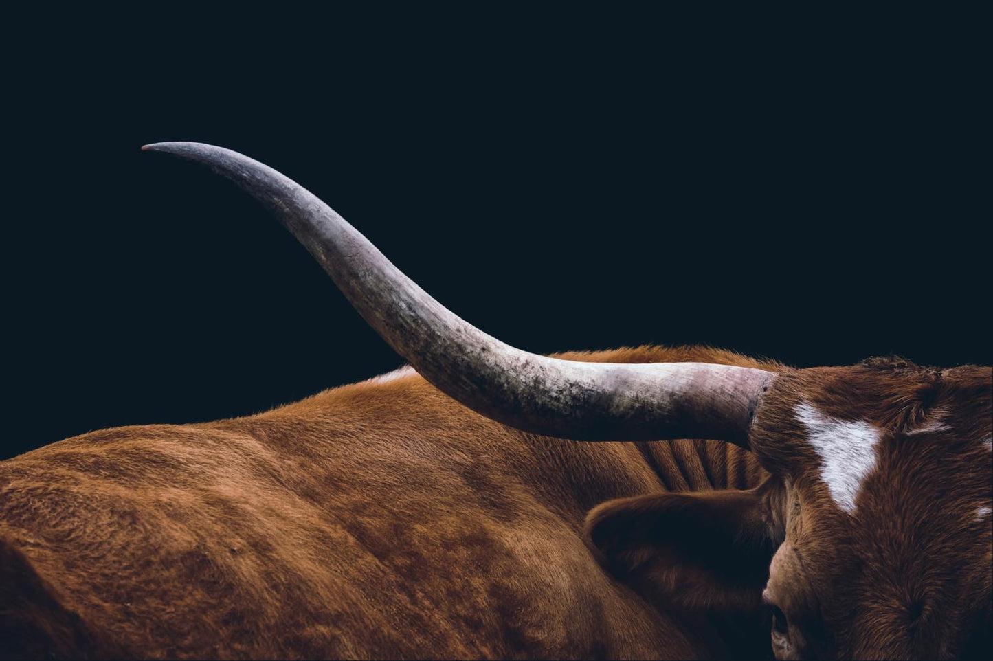 Tempered Glass – Texas Longhorn